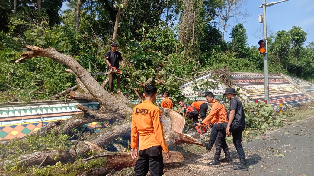 Siaga Bencana Non-Alam, BPBD Way Kanan Lakukan Mitigasi Pohon Tumbang Di Jalur Padat